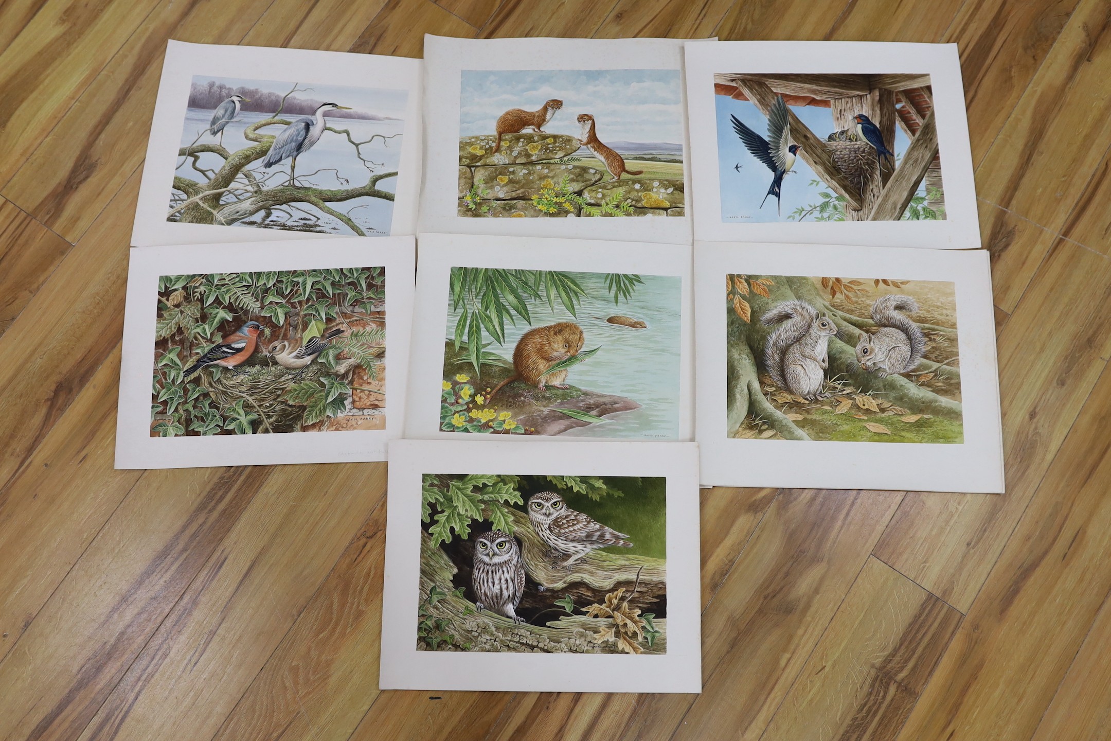 David Parry (b.1942), eight watercolours, birds and wildlife, signed, unframed, 26 x 35cm